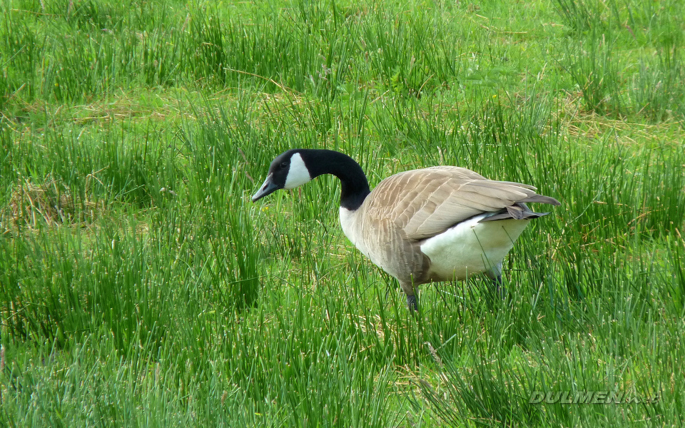 Canadian Goose (Branta canadensis)